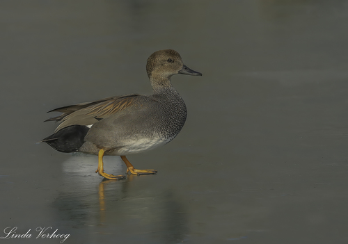 Gadwall