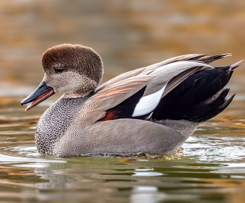 Gadwall