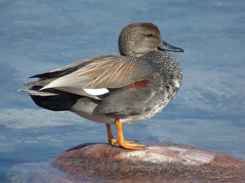 Gadwall