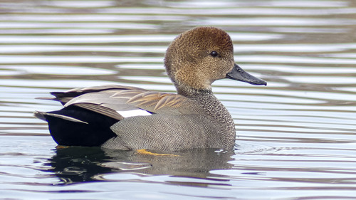 Gadwall