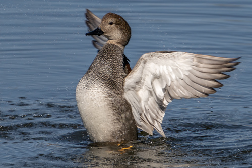 Gadwall