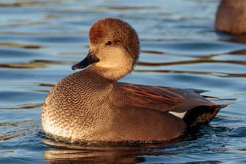 Gadwall