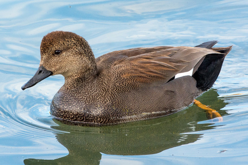 Gadwall