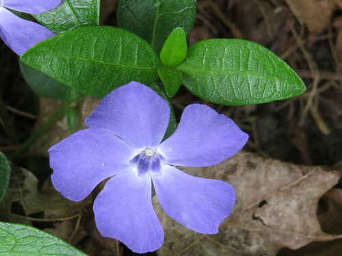lesser periwinkle