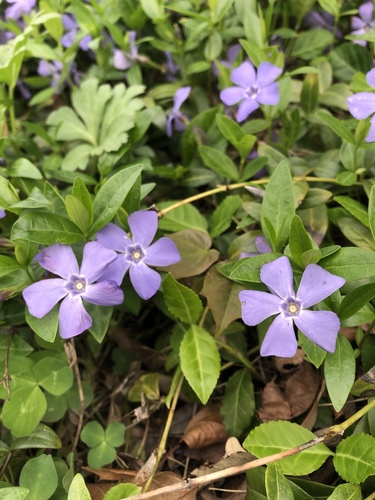 lesser periwinkle