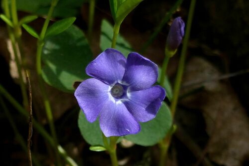 lesser periwinkle