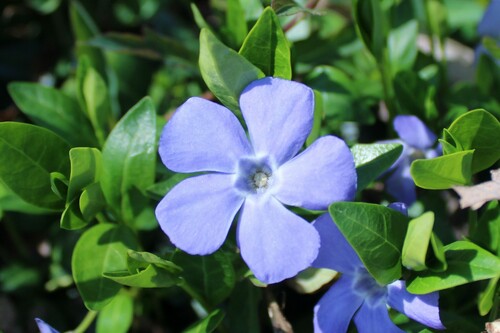 lesser periwinkle