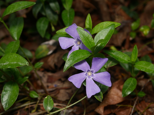 lesser periwinkle