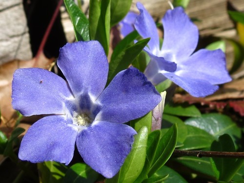 lesser periwinkle