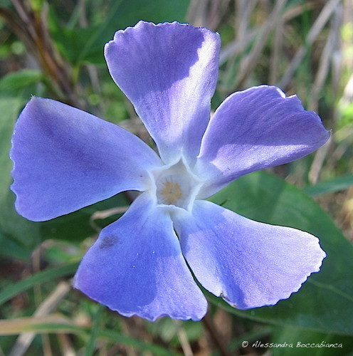 lesser periwinkle
