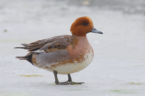 Eurasian Wigeon