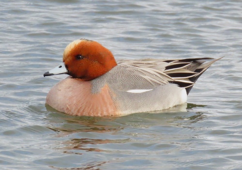 Eurasian Wigeon