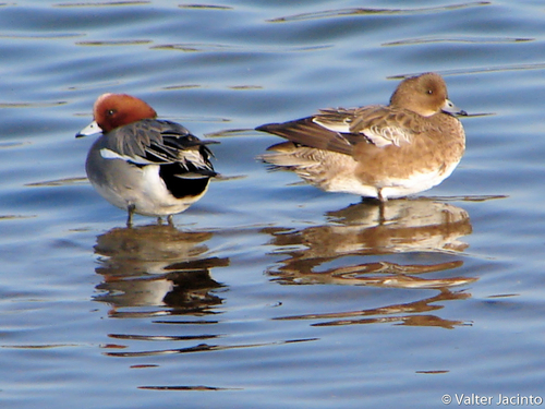 Eurasian Wigeon