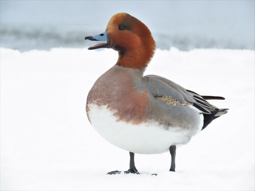 Eurasian Wigeon