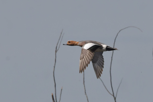 Eurasian Wigeon