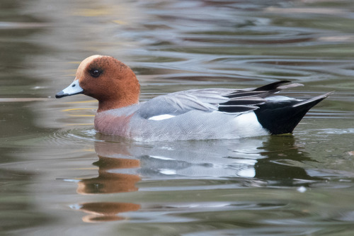Eurasian Wigeon