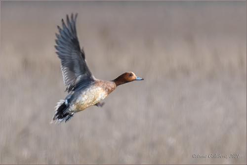 Eurasian Wigeon