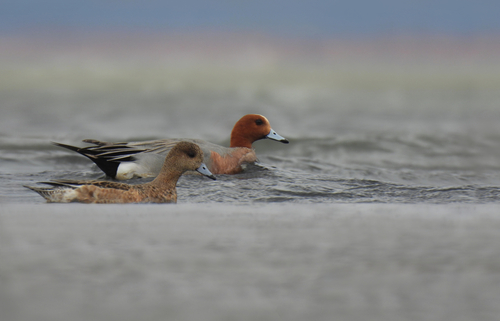 Eurasian Wigeon