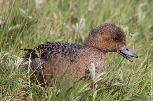 Eurasian Wigeon