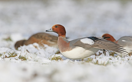 Eurasian Wigeon