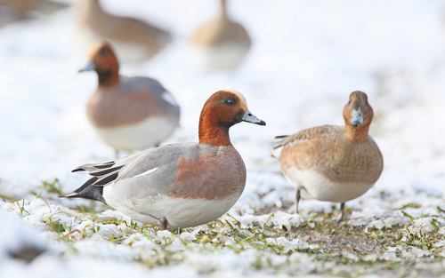 Eurasian Wigeon