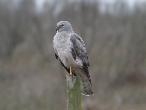 Northern Harrier