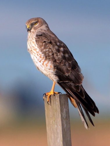 Northern Harrier