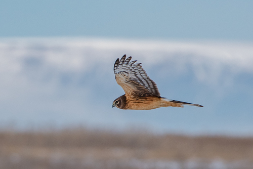 Northern Harrier