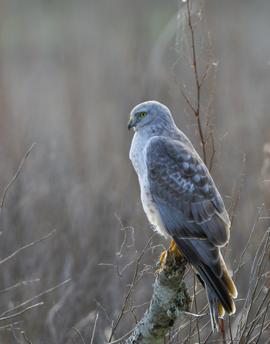 Northern Harrier