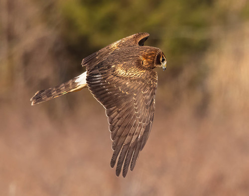 Northern Harrier