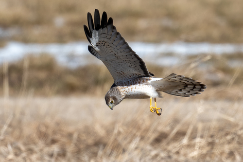 Northern Harrier