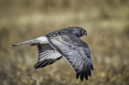 Northern Harrier