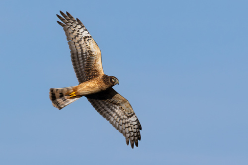 Northern Harrier