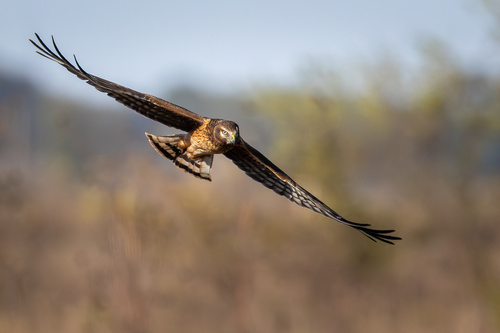 Northern Harrier