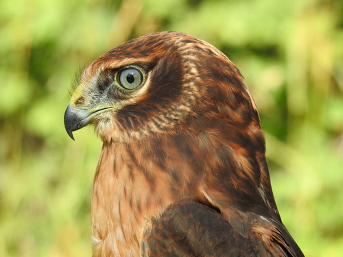 Northern Harrier