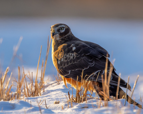 Northern Harrier