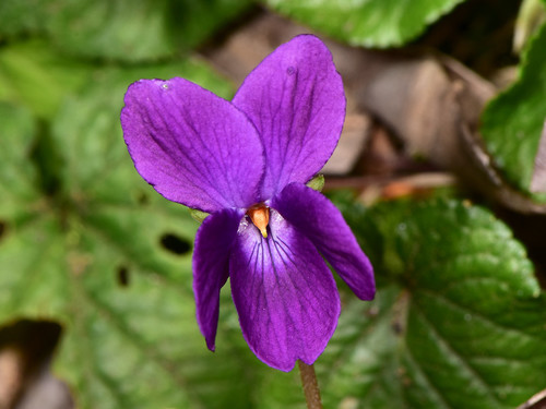 Sweet violet