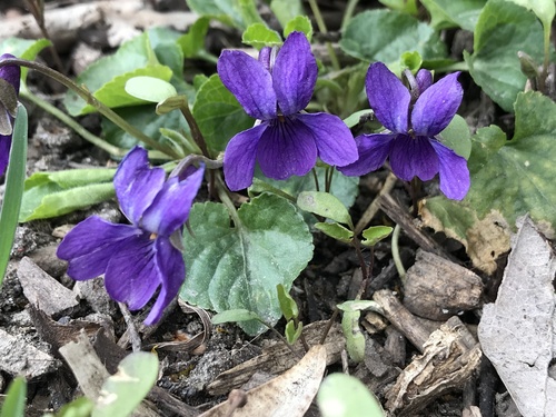 Sweet violet