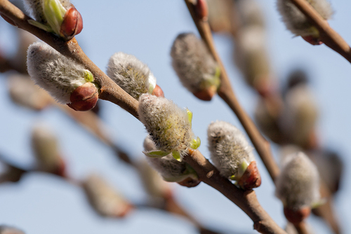 goat willow