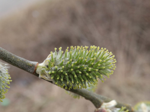 goat willow
