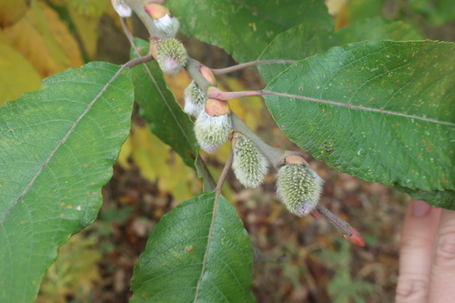 goat willow