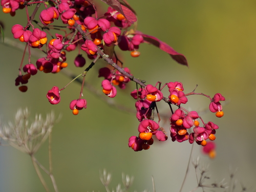 Spindle