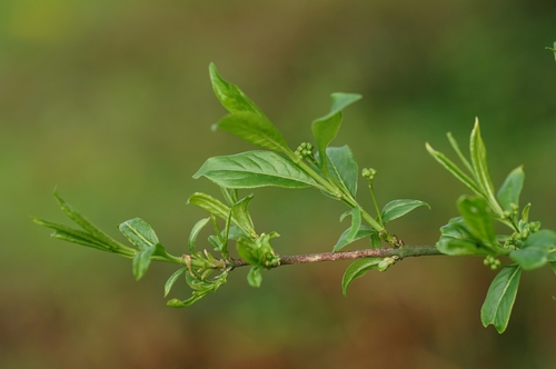 Spindle