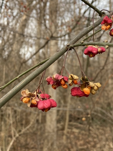 Spindle