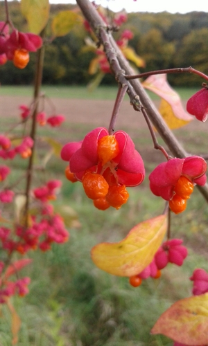 Spindle