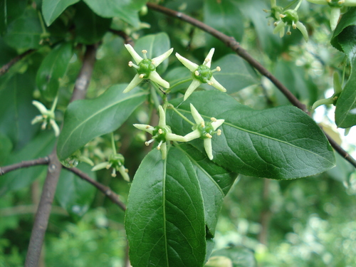 Spindle