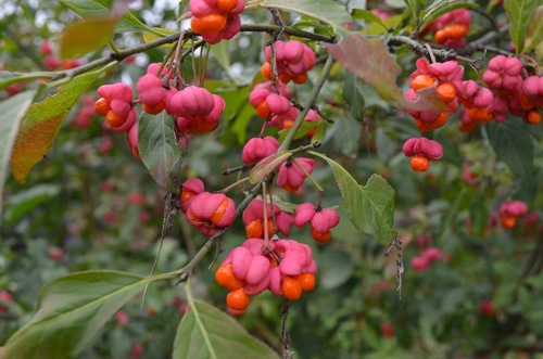 Spindle