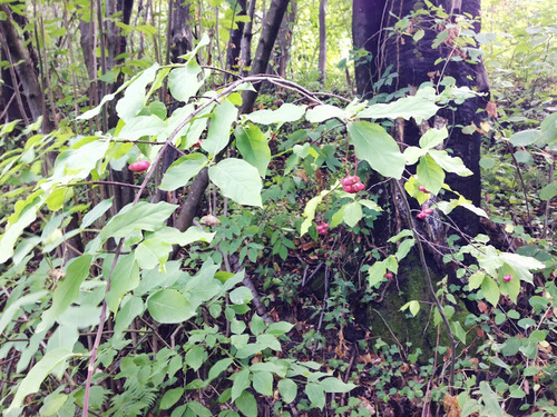 Spindle