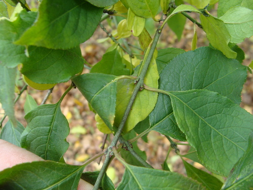 Spindle