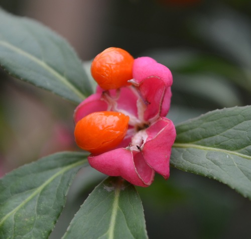 Spindle